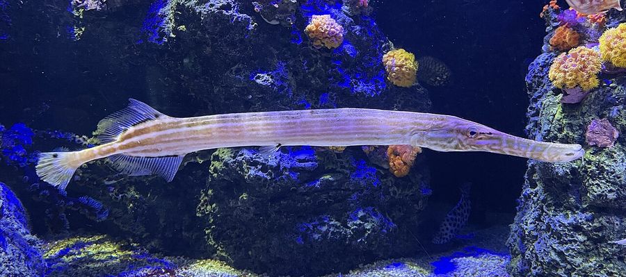 四国水族館