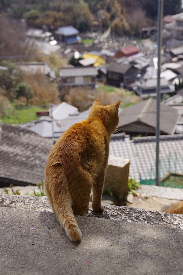 男木島